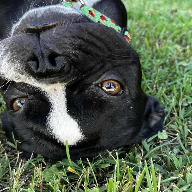 Oreo