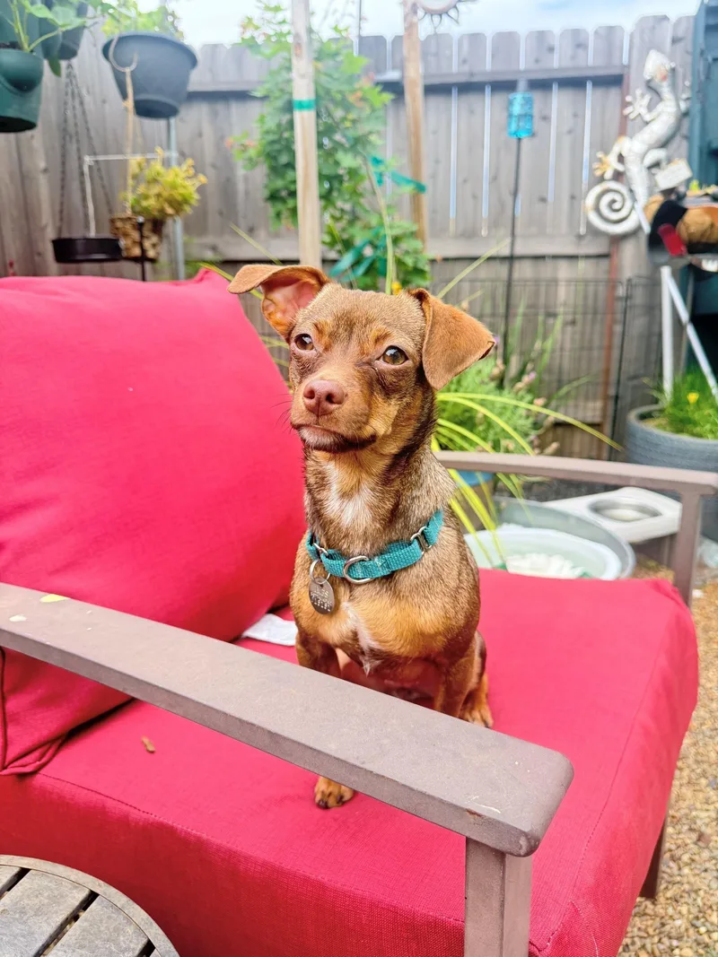 A young small-sized female Brown / Chocolate Miniature Pinscher dog named Raven for adoption in Sacramento, CA
