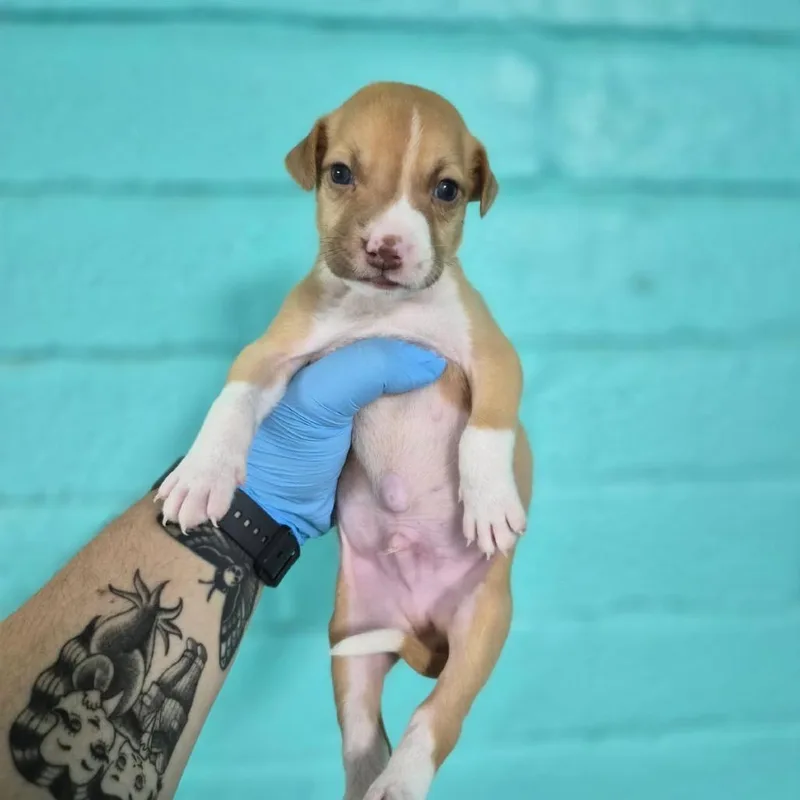 A baby small-sized male White / Cream Coonhound dog named Periwinkle for adoption in Wahiawa, HI
