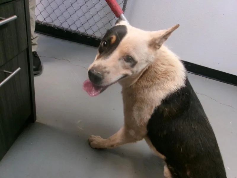 A young medium-sized male Shepherd dog named Ringo for adoption in Winslow, AZ