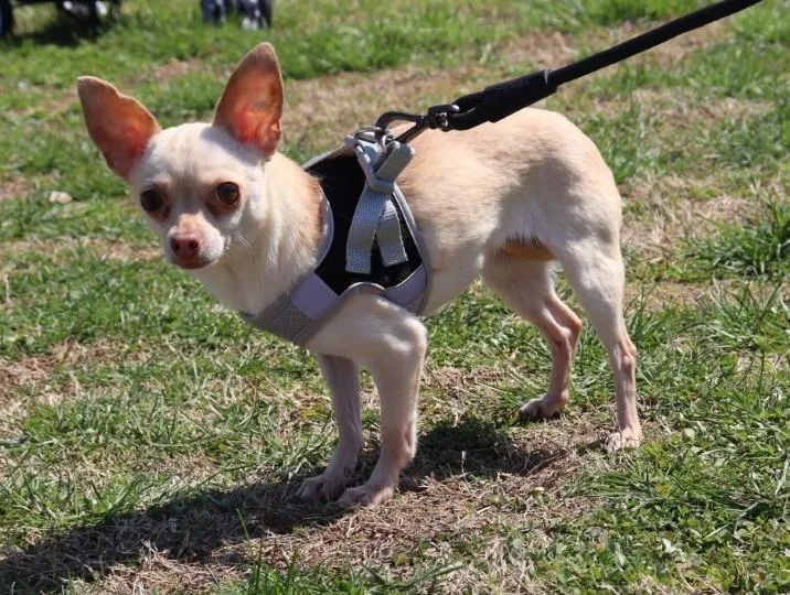 Snowbird thumbnail 2