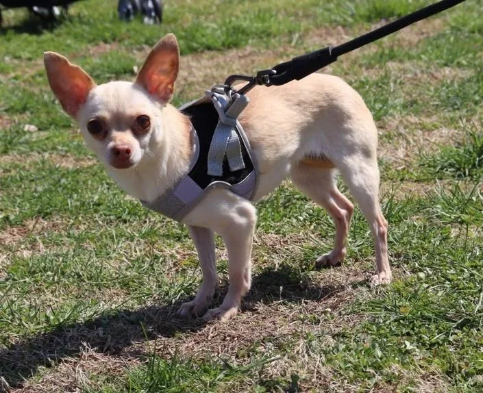 Snowbird thumbnail 3