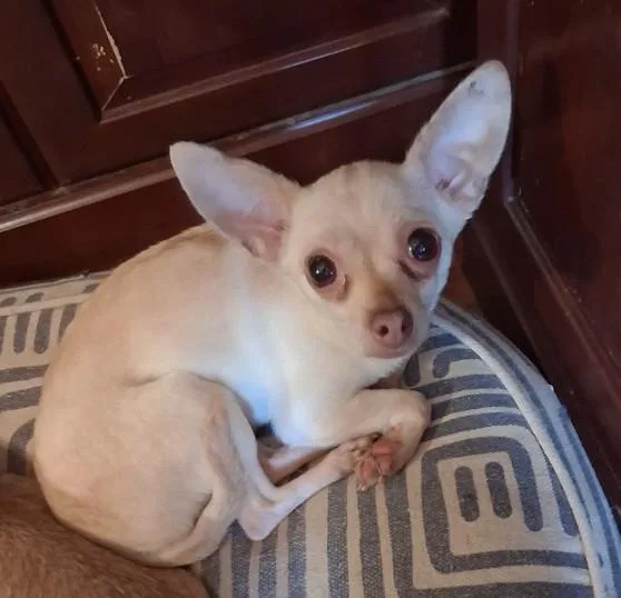 Snowbird thumbnail 4