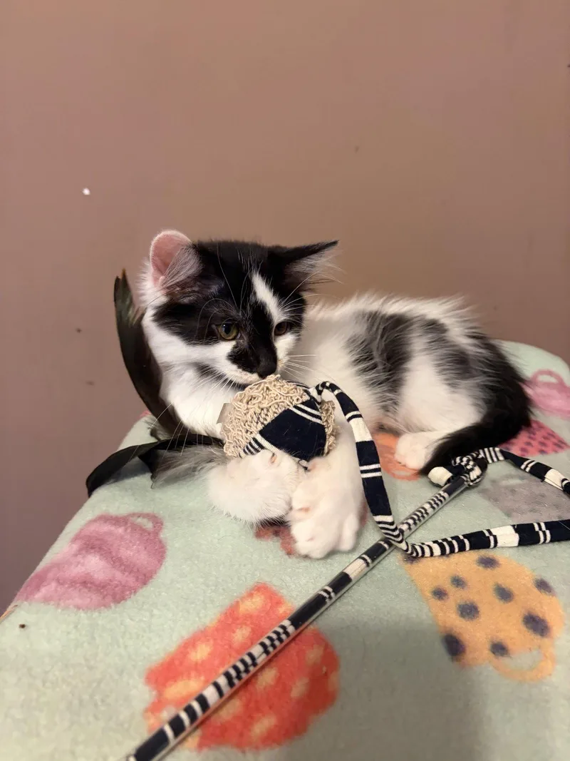 A baby medium-sized male Domestic Short Hair cat named Raj for adoption in Social Circle, GA