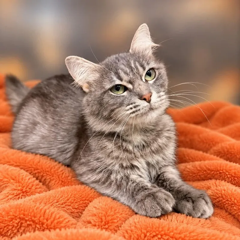 An adult medium-sized female Domestic Medium Hair cat named Spice for adoption in Martinsville, IN