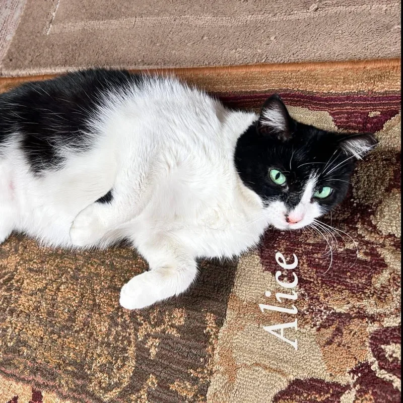 An adult large-sized female Black & White / Tuxedo Domestic Medium Hair cat named Alice for adoption in Saginaw, MI