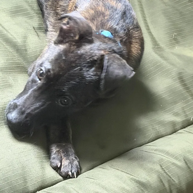 A baby medium-sized male Pit Bull Terrier dog named Ted for adoption in Richmond, VA