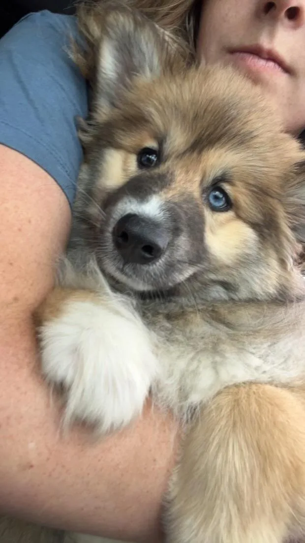 Bailey male thumbnail 5