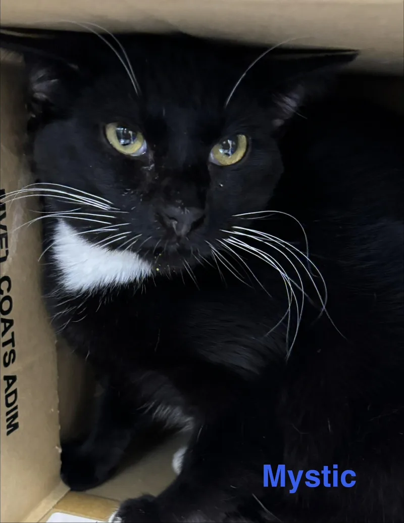 An adult large-sized male Tuxedo cat named Mystic for adoption in Las Vegas, NV