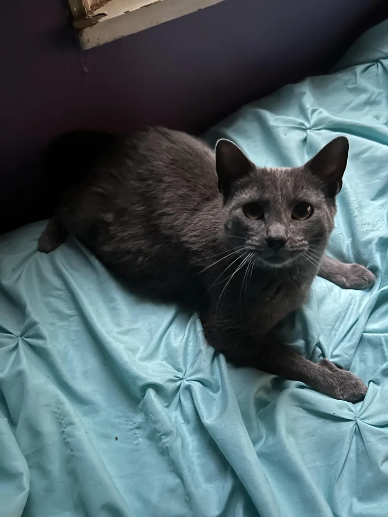 A young medium-sized female Gray / Blue / Silver Domestic Short Hair cat named Momma for adoption in Cleveland, OH