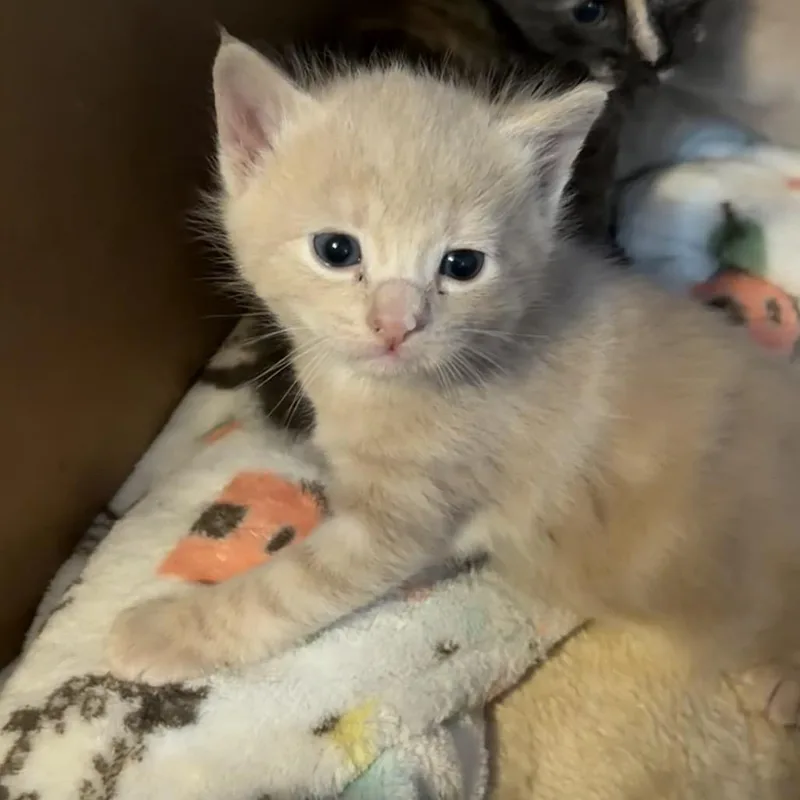 A baby small-sized male Buff / Tan / Fawn Domestic Short Hair cat named Jimothy for adoption in Reisterstown, MD