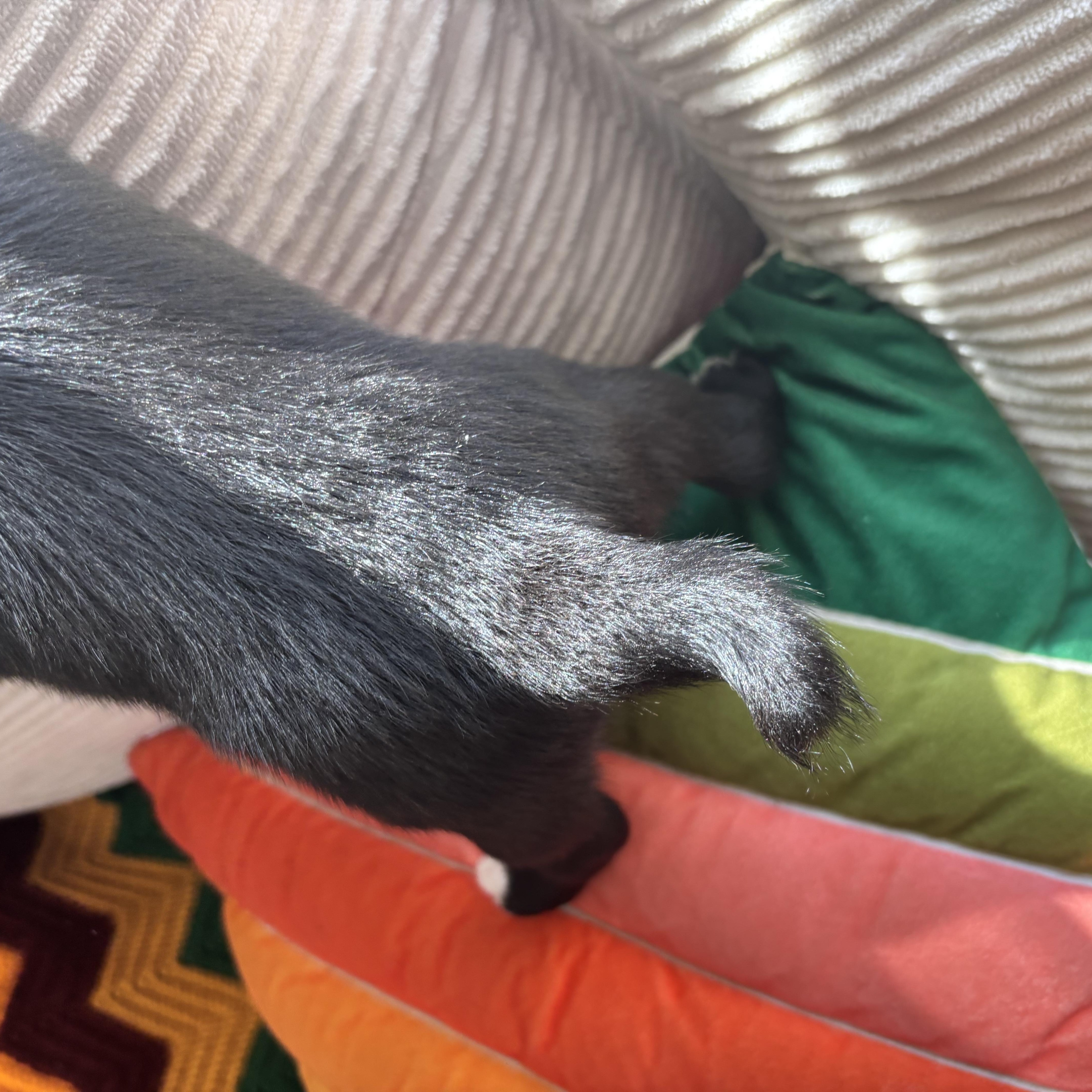 Digit Skates ~ Local thumbnail 2