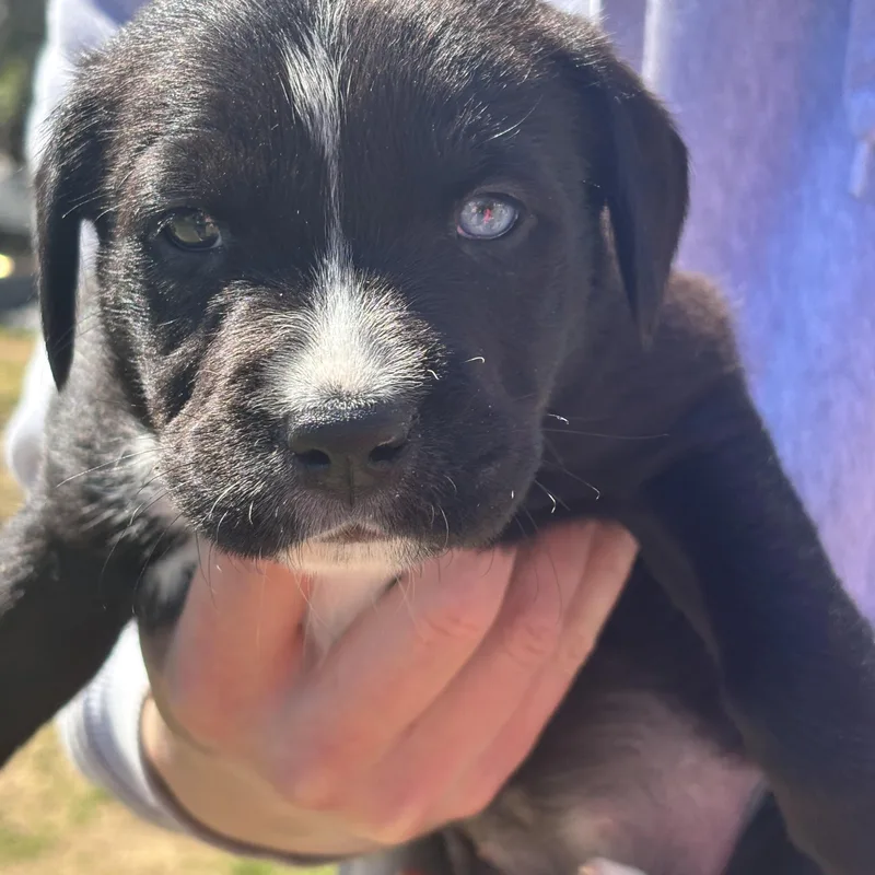 Digit Skates ~ Local thumbnail 3