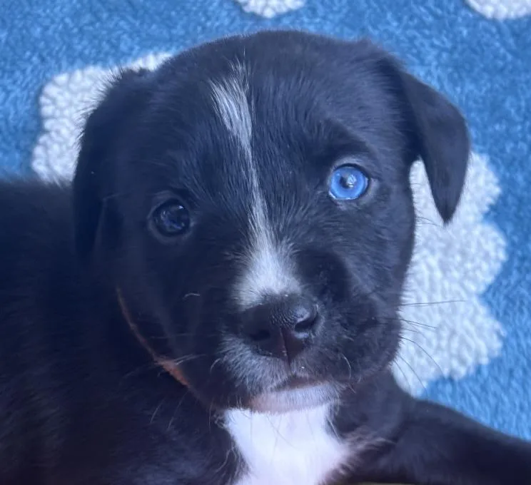 A baby medium-sized female Black Black Labrador Retriever dog named Digit Skates ~ Local for adoption in Andover, MA
