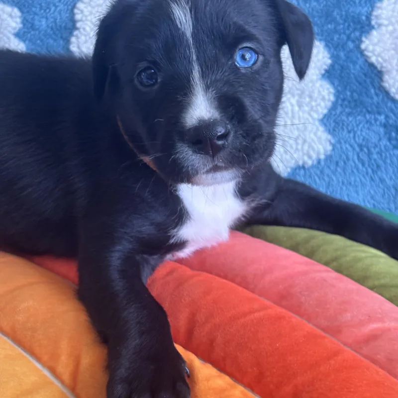 Digit Skates ~ Local thumbnail 4