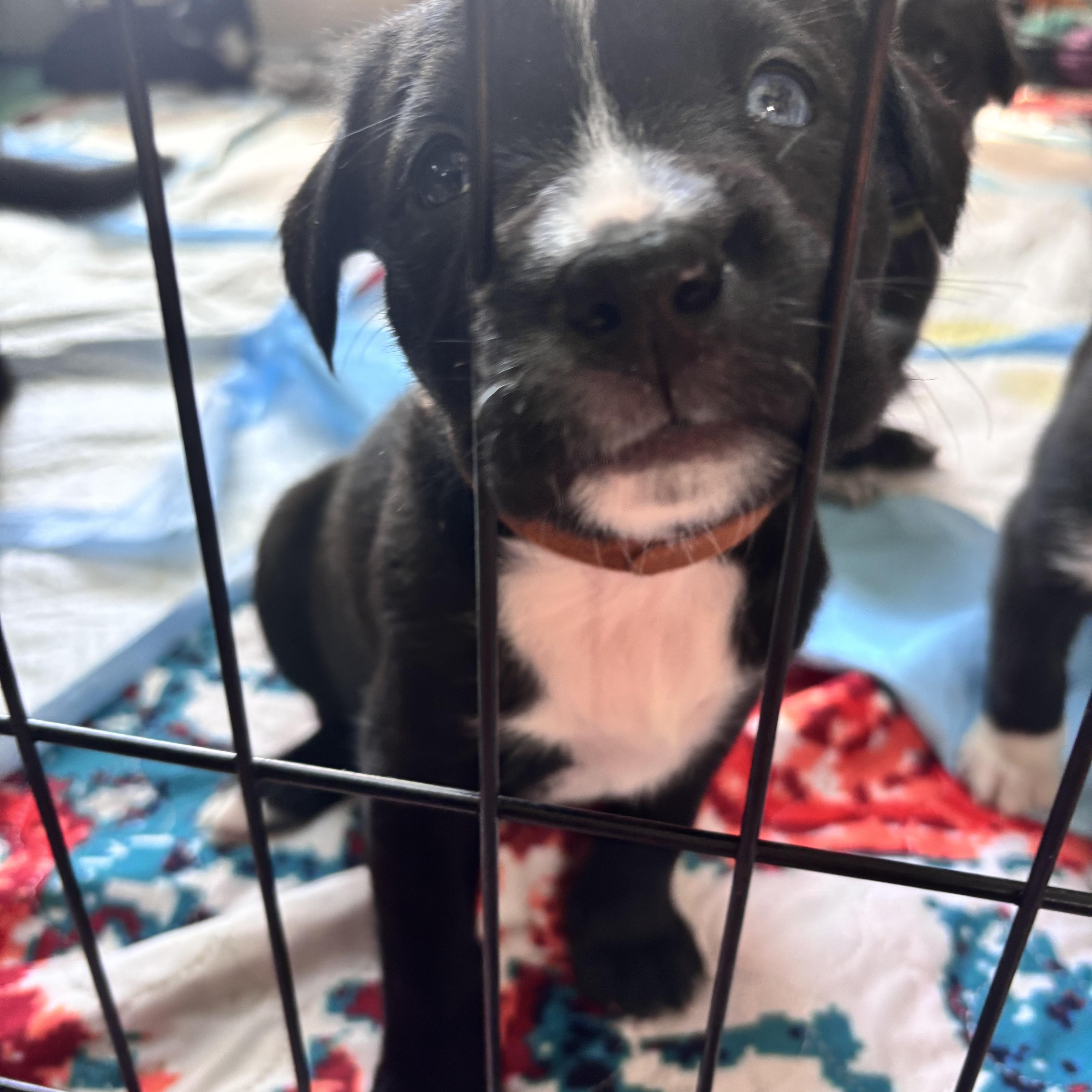 Digit Skates ~ Local thumbnail 5