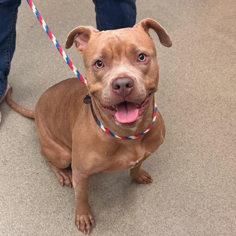 An adult medium-sized female Yellow / Tan / Blond / Fawn Pit Bull Terrier dog named Chloe for adoption in Birdsboro, PA