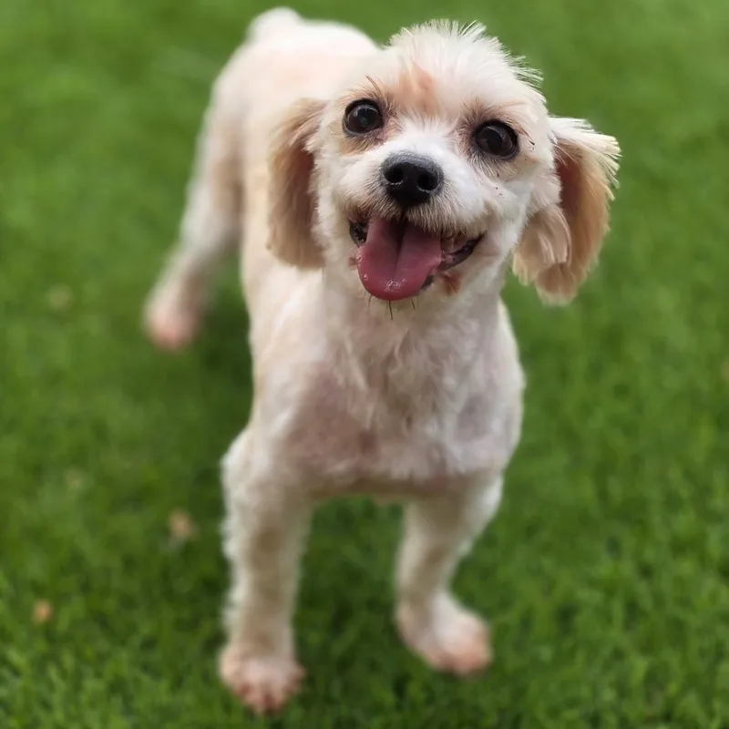 An adult small-sized female White / Cream Yorkshire Terrier dog named Nilla for adoption in Anderson, SC