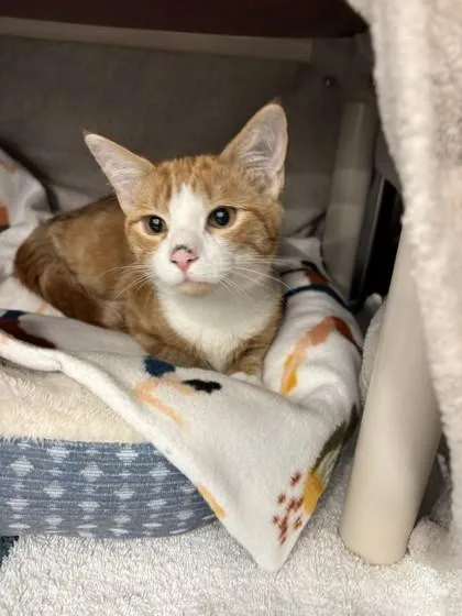 A young small-sized male Domestic Short Hair cat named Campfire for adoption in Scotia, NY