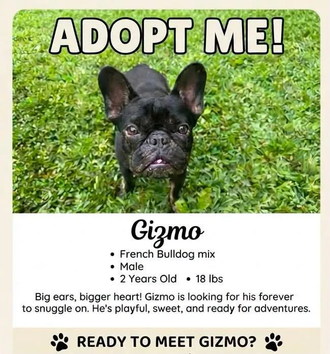 An adult small-sized male Golden French Bulldog dog named Gizmo for adoption in Ossining, NY