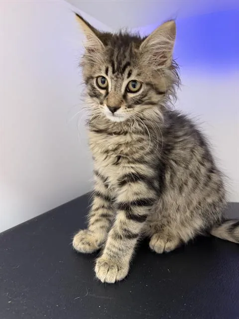 A baby small-sized male Domestic Medium Hair cat named Kristoff for adoption in Ontario, CA