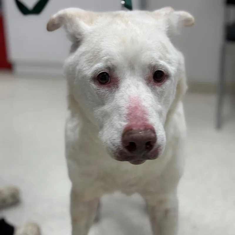 A senior large-sized male White / Cream Mixed Breed dog named Yeti for adoption in Jacksonville, FL