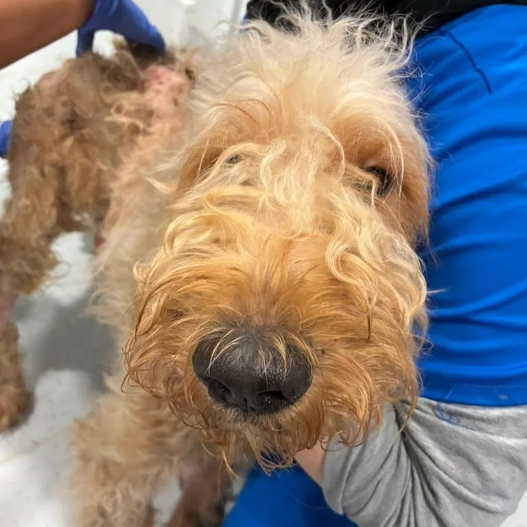 A young medium-sized female Yellow / Tan / Blond / Fawn Poodle dog named Scuppers for adoption in Northbrook, IL