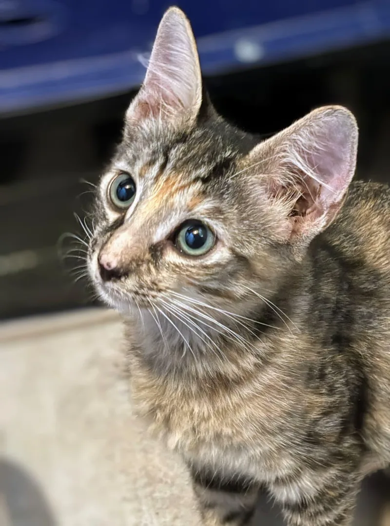 A baby medium-sized female Torbie Domestic Short Hair cat named Mitsuri for adoption in Honolulu, HI