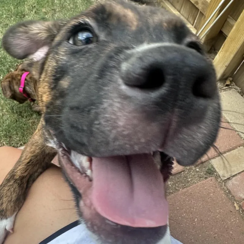A baby medium-sized male Brindle Plott Hound dog named Sonny for adoption in Amarillo, TX