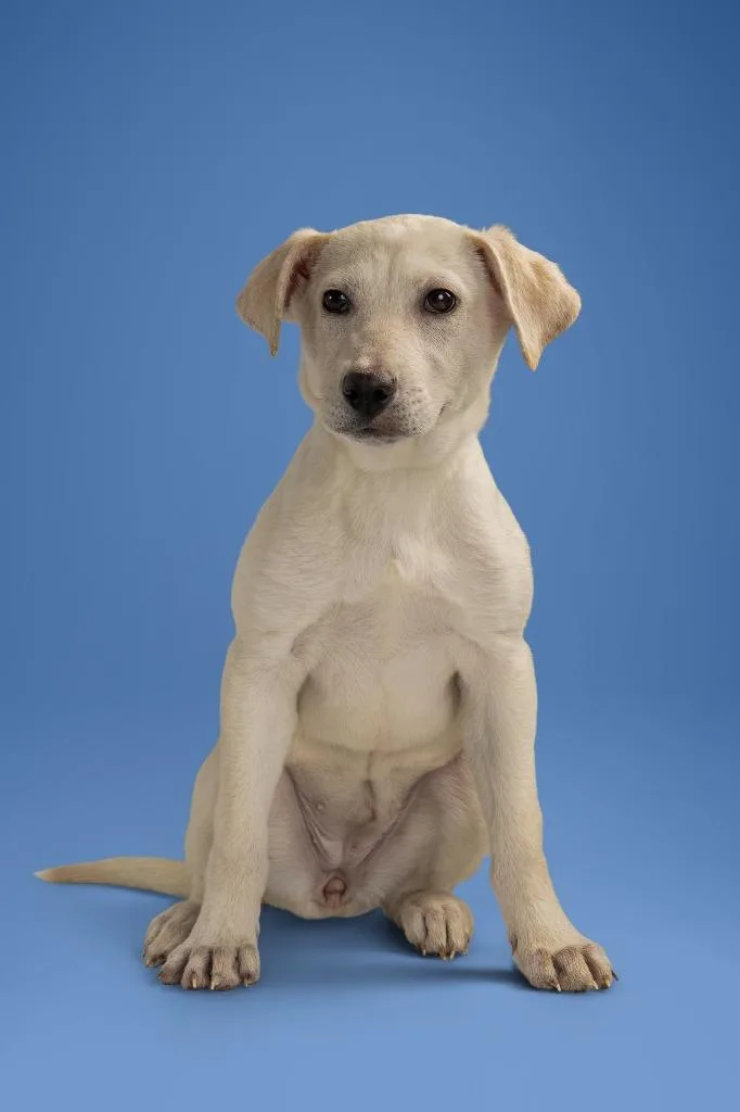 A young medium-sized female Labrador Retriever dog named Michelle for adoption in Tyler, TX