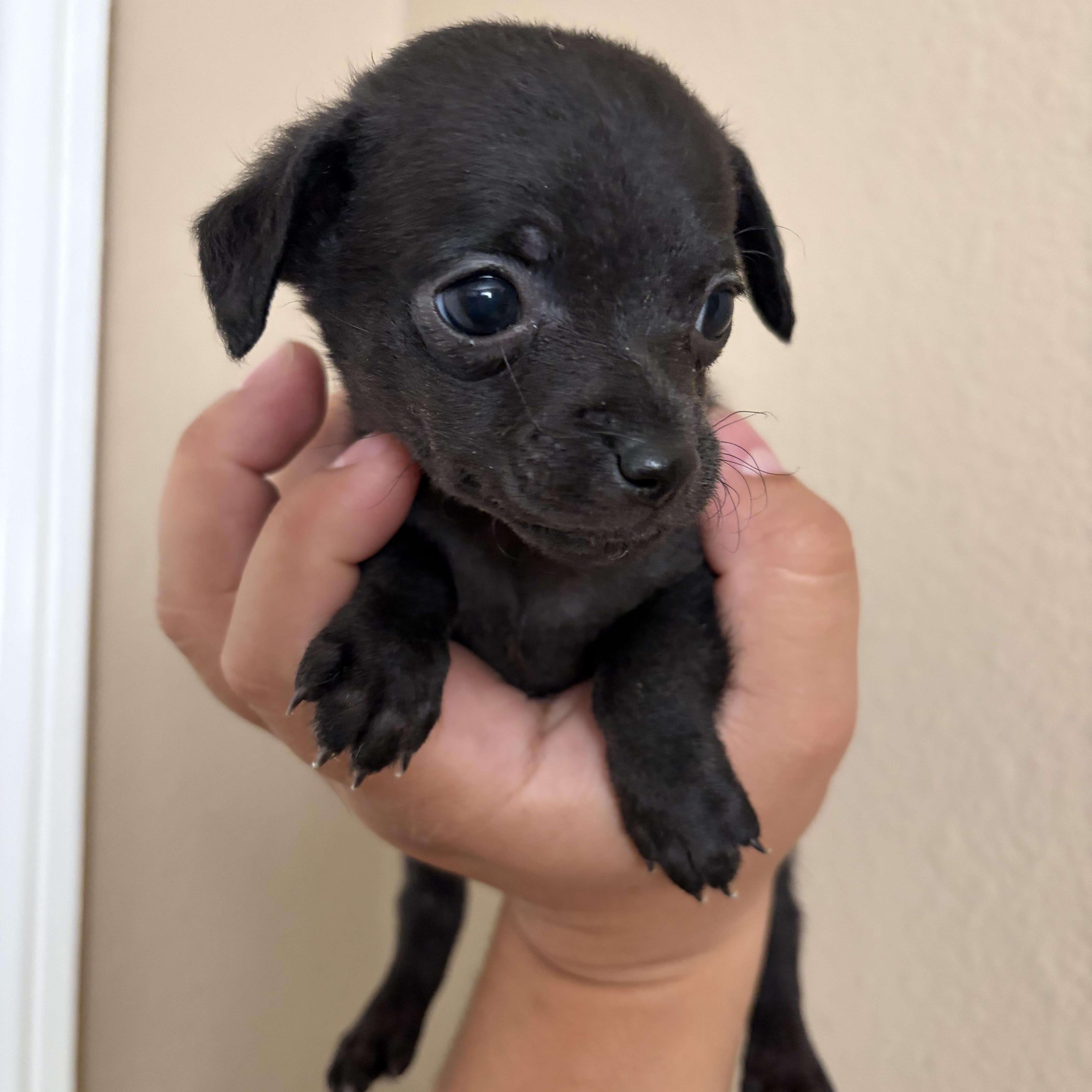 A baby small-sized male Chihuahua dog named Basil for adoption in Corona, CA