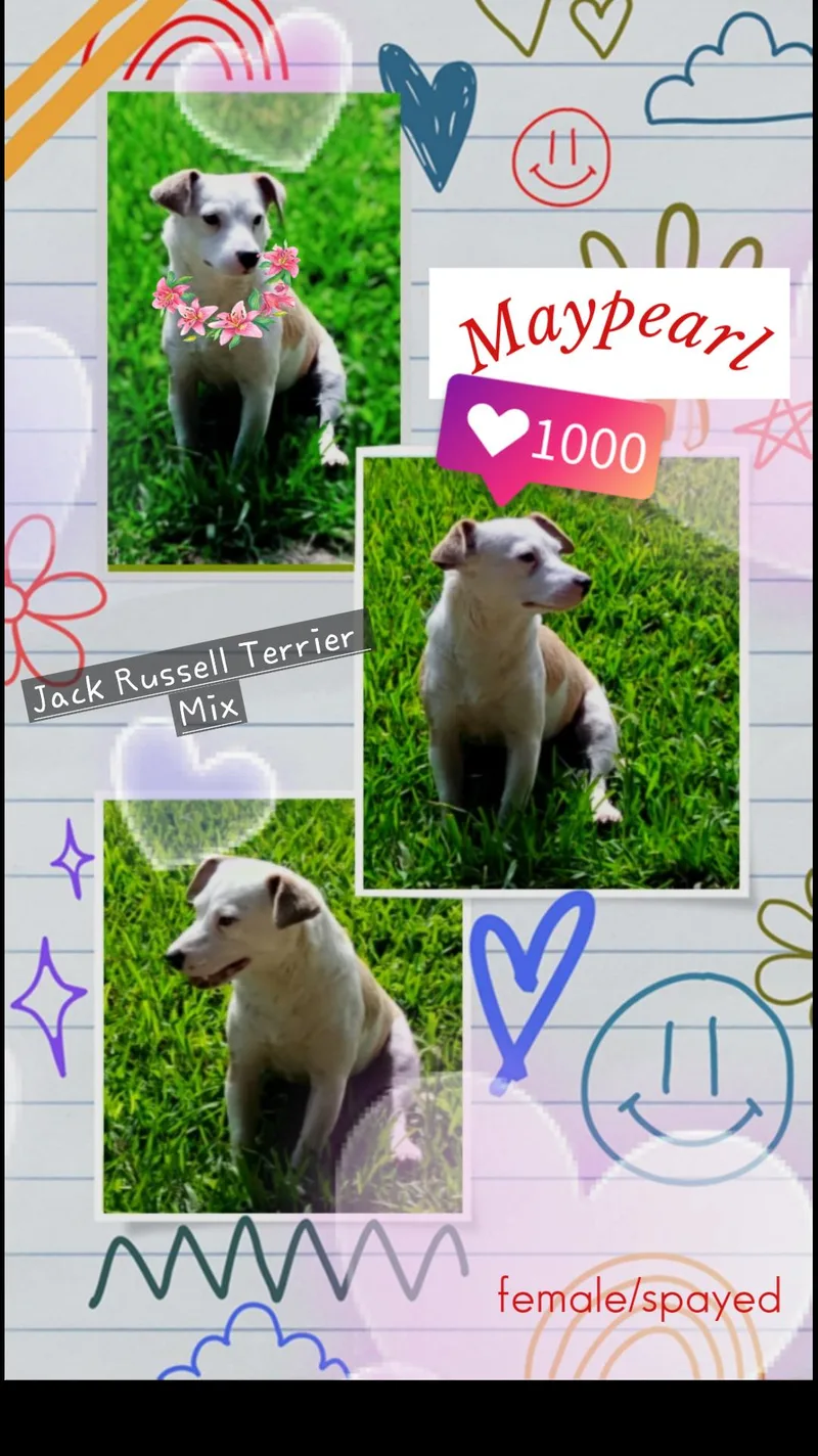 Maypearl BLT thumbnail 3