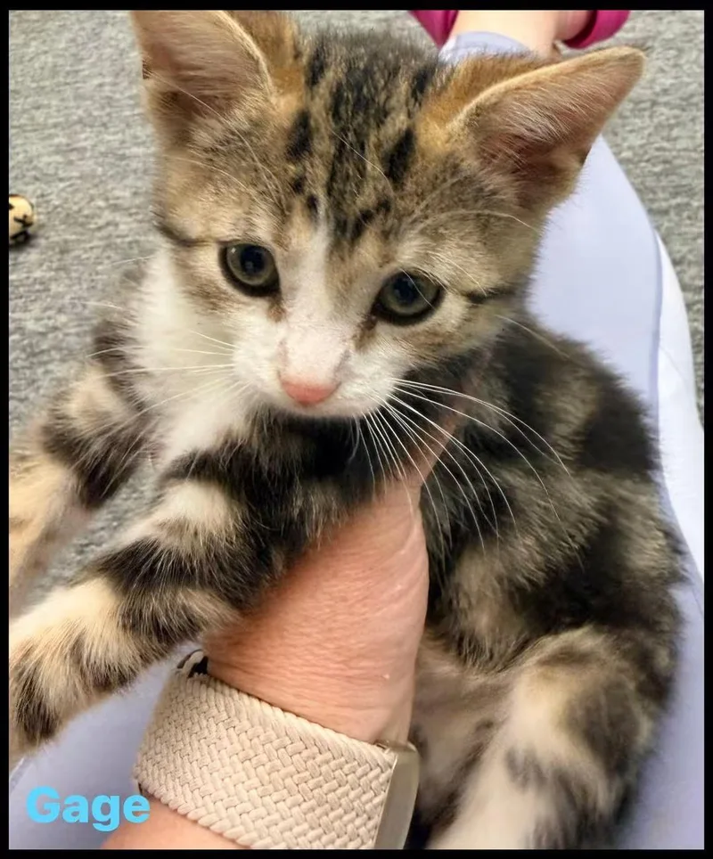 A baby medium-sized male Domestic Short Hair cat named Gage for adoption in Macomb, MI
