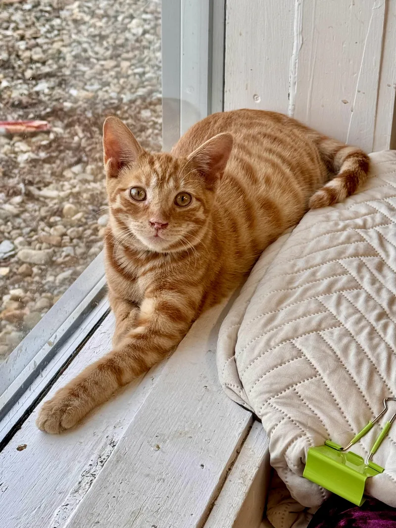 A baby medium-sized male Tabby cat named Colby for adoption in Scottsburg, IN