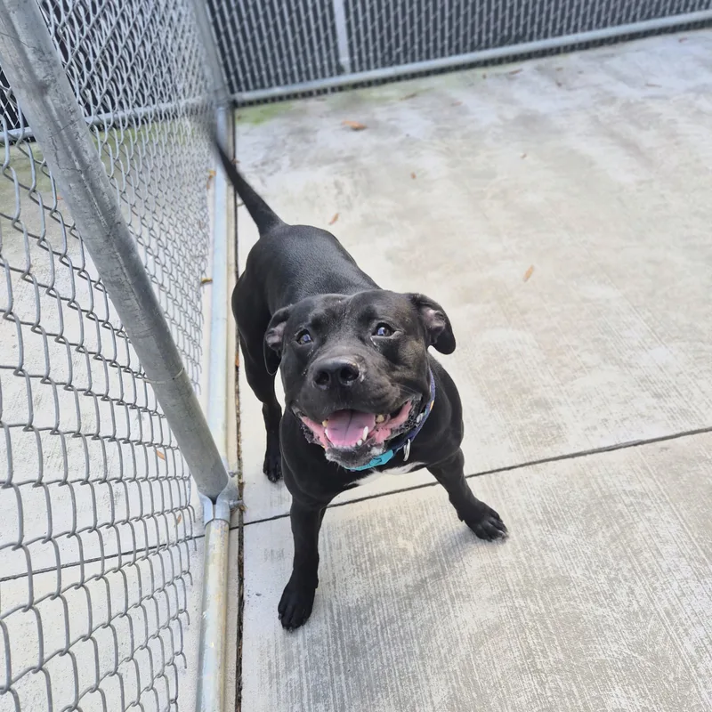A young large-sized male Staffordshire Bull Terrier dog named Chunk for adoption in Cornelius, NC