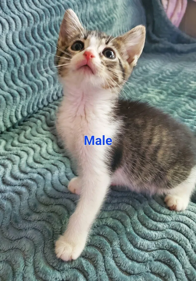 A baby medium-sized male Tabby (Gray / Blue / Silver) Korat cat named Toby for adoption in Rock Spring, GA