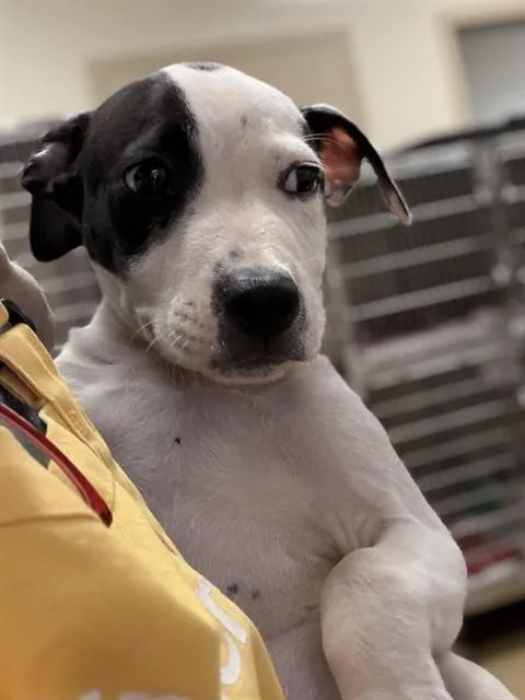 A baby small-sized male Pit Bull Terrier dog named Danny for adoption in Sacramento, CA