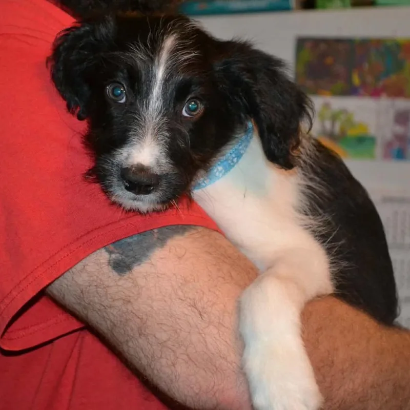 A baby small-sized male White / Cream Mixed Breed dog named Pickled for adoption in Buffalo, MN