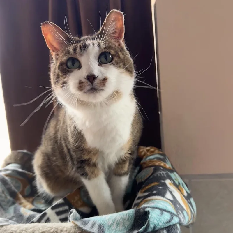 A senior small-sized female White Domestic Short Hair cat named Daisy for adoption in Mondovi, WI