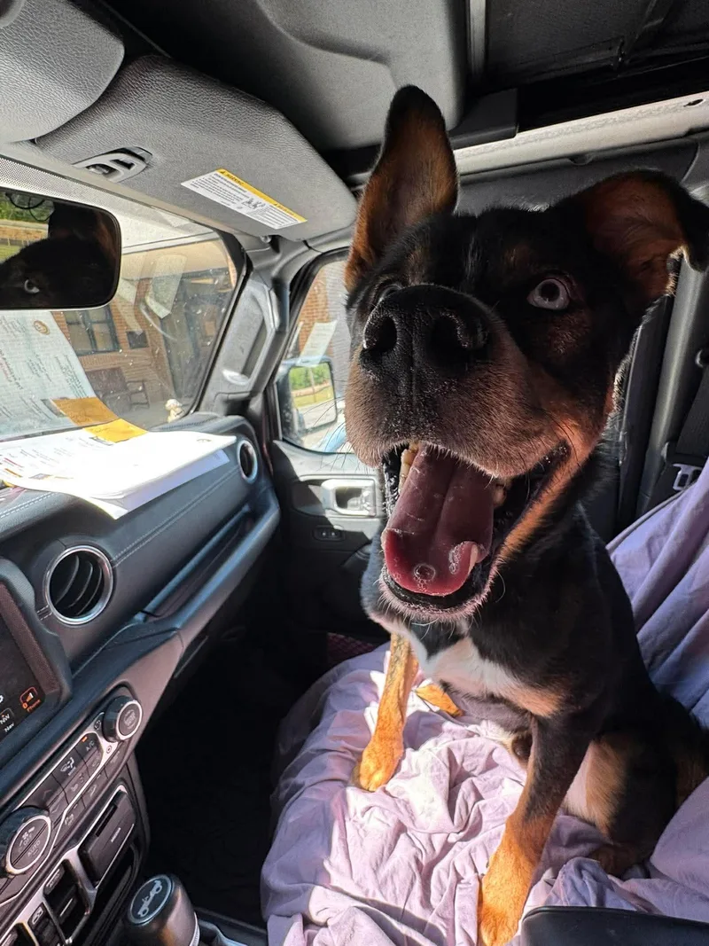 A young medium-sized male Tricolor (Brown, Black, & White) Australian Kelpie dog named [new] Bronx for adoption in Willoughby, OH