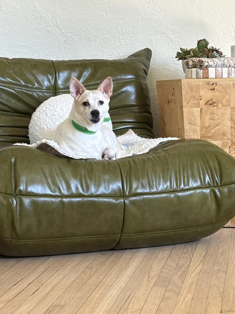 An adult small-sized female Jindo dog named Wilma for adoption in los angeles, CA