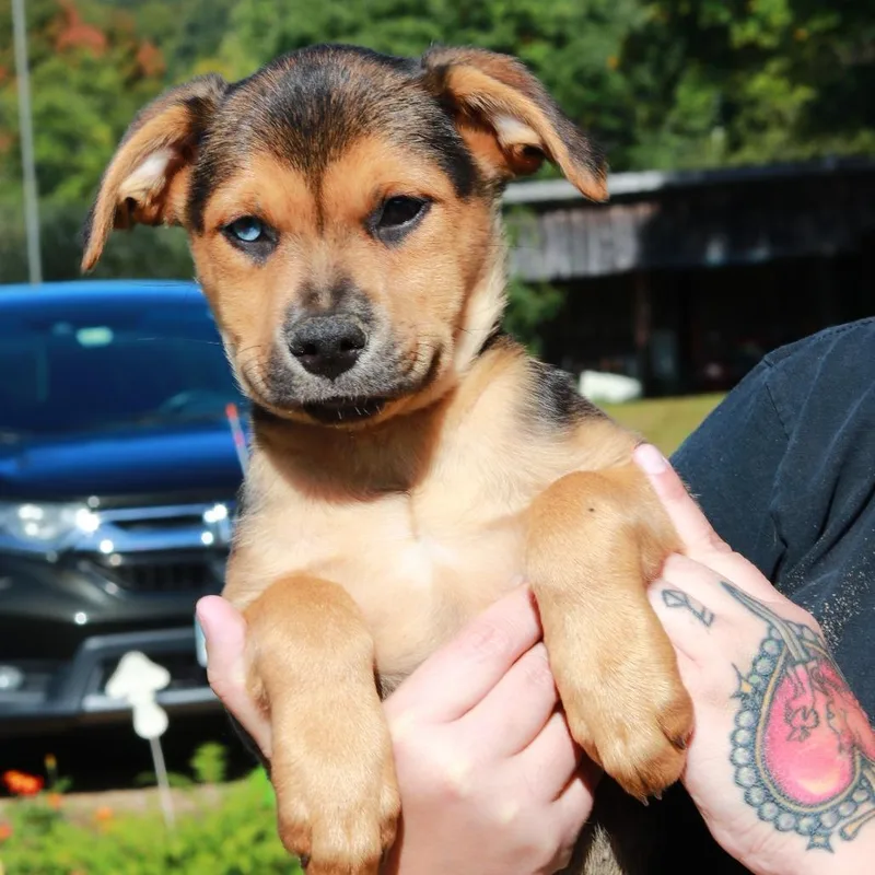 A baby medium-sized male German Shepherd Dog dog named CT Buford for adoption in Eastford, CT