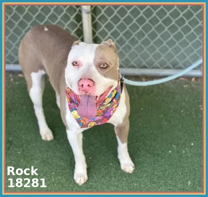 An adult medium-sized male Gray / Blue / Silver Pit Bull Terrier dog named Rock for adoption in Marietta, GA