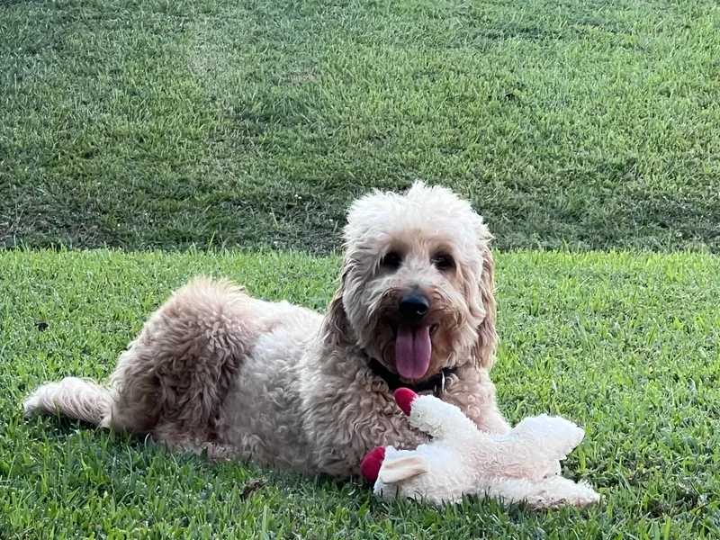 Hazel