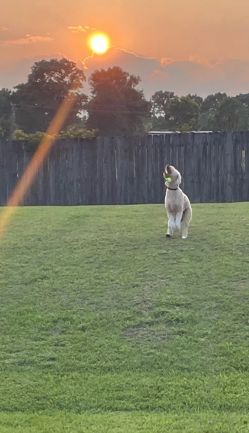 Hazel thumbnail 2
