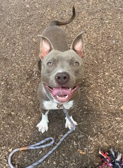 An adult large-sized male Mixed Breed dog named Mechanic for adoption in Chamblee, GA