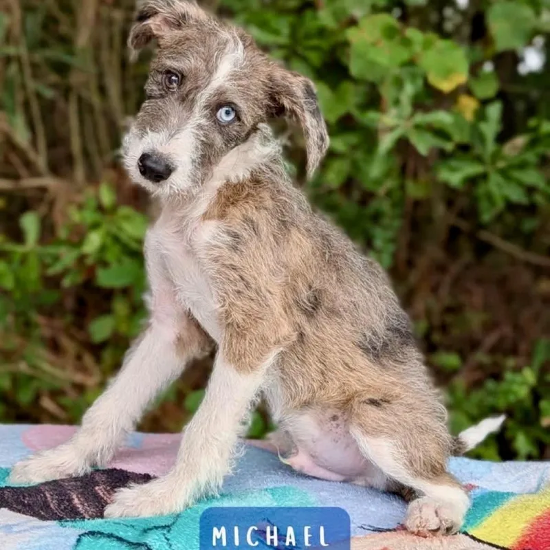 A baby small-sized male Poodle dog named Michael for adoption in Tyrone, GA