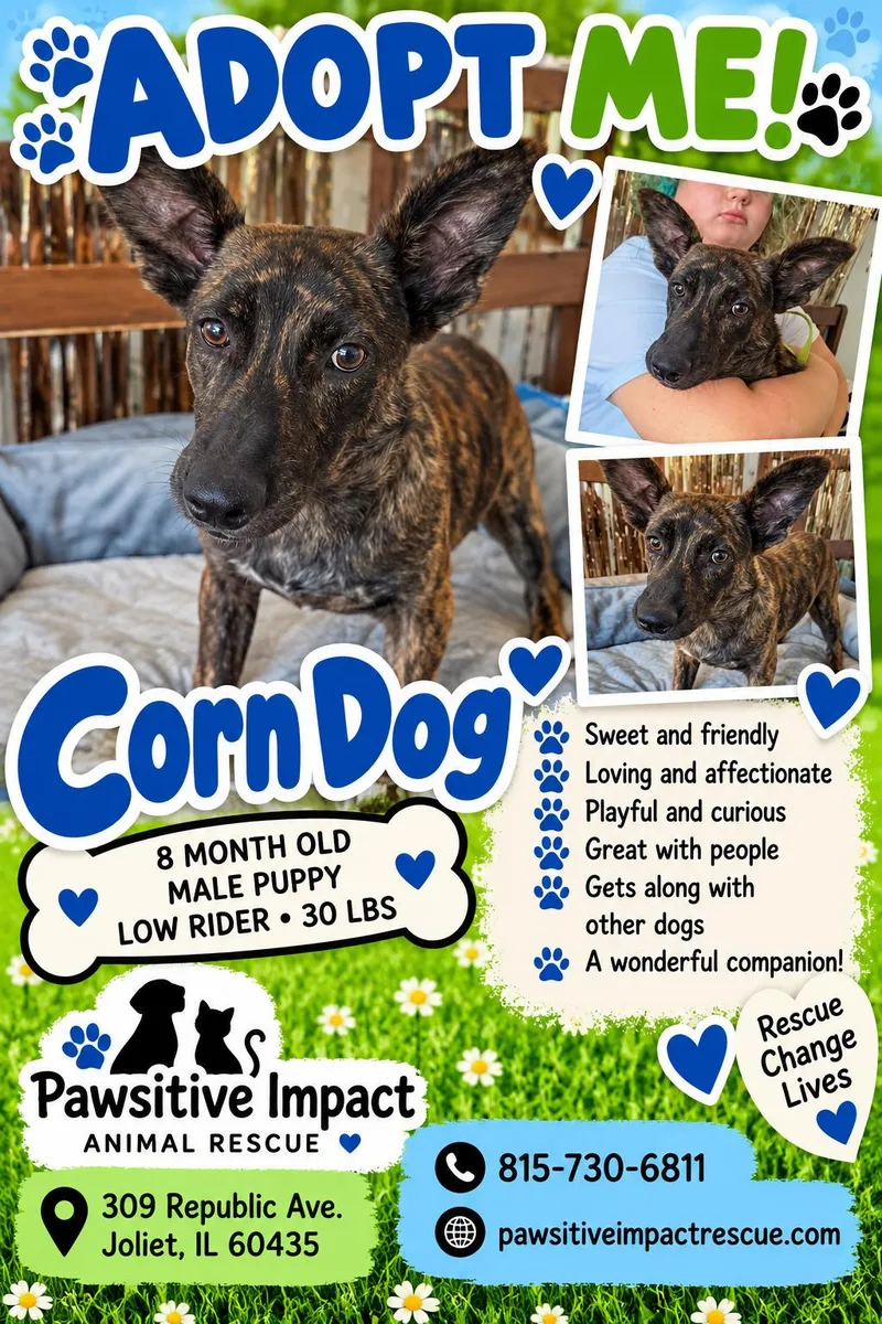 A young medium-sized male Brindle Dutch Shepherd dog named Corn doggo for adoption in Joliet, IL