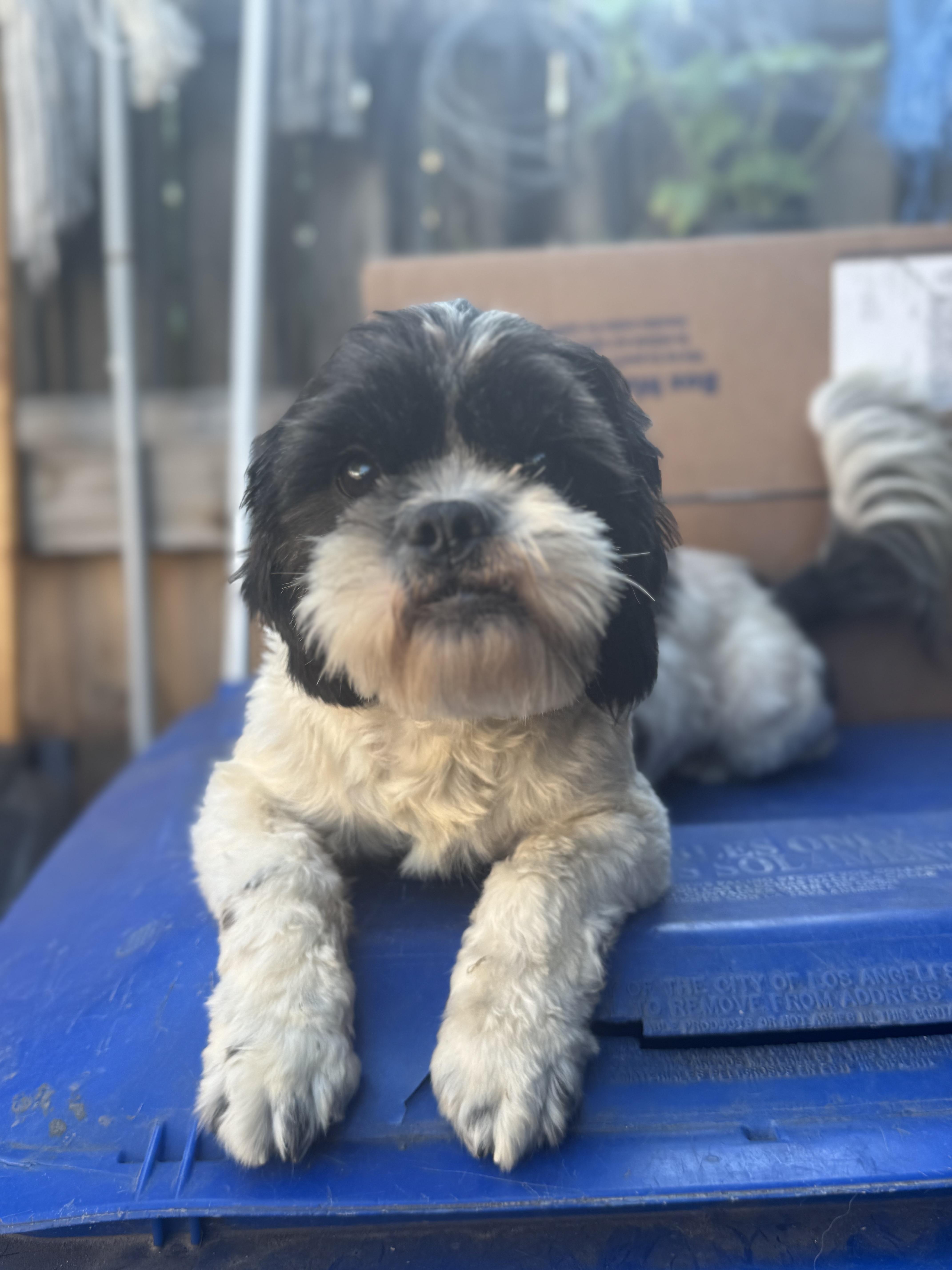 A young small-sized male Black Shih Tzu dog named Moty for adoption in Los Angeles, CA