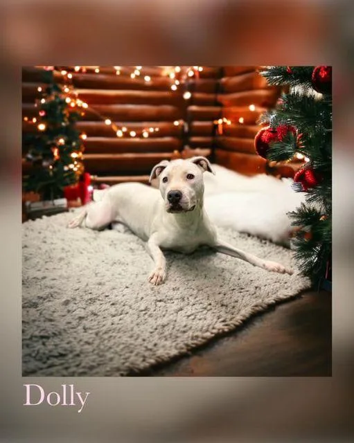 Dolly thumbnail 2